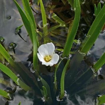 Gezocht: krabbescheer en zuurstofplanten