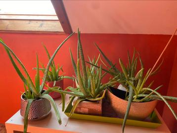 Aloe vera, Enlèvement
