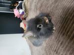 Baby konijn, Dieren en Toebehoren, Konijnen