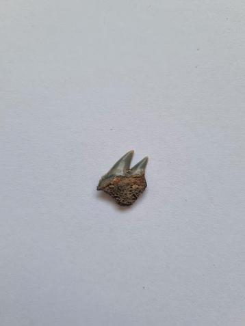 Notorynchus Cepedianus tand beschikbaar voor biedingen