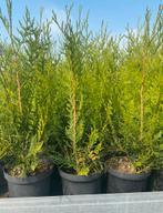 Thuja plicata “atrovirens”, Ophalen, Conifeer, Haag