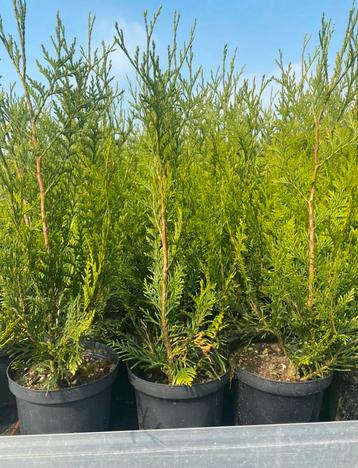 Thuja plicata “atrovirens” beschikbaar voor biedingen