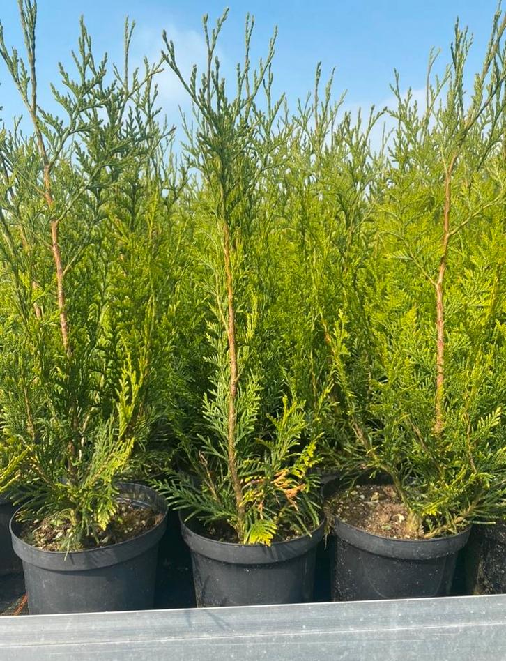 Thuja plicata “atrovirens”, Tuin en Terras, Planten | Struiken en Hagen, Haag, Conifeer, Ophalen