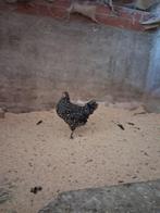 Mechelse koekoek haan, Dieren en Toebehoren, Pluimvee, Mannelijk, Kip