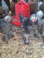 Brahma zilverpatrijs, Dieren en Toebehoren, Pluimvee