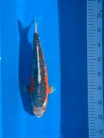 Zeer mooie Nisai Shusui., Animaux & Accessoires, Poissons | Poissons d'étang