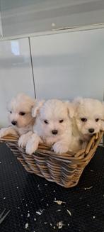 Mini maltezertjes., Bichon maltais, Plusieurs, Parvovirose, Belgique