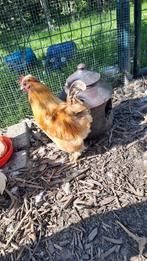 Gratis zijdehoen haan, Dieren en Toebehoren