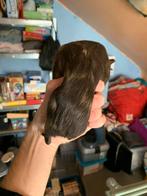 Cavia’s te koop, Dieren en Toebehoren, Knaagdieren, November, Meerdere dieren, Cavia