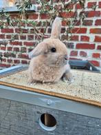 Nederlandse hangoordwerg voedster, Dieren en Toebehoren, Konijnen, Vrouwelijk, Dwerg, Hangoor, 0 tot 2 jaar