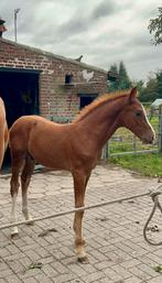 Hengst Veulen, Dieren en Toebehoren, Paarden, Hengst, Niet van toepassing, 0 tot 2 jaar