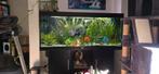 Volledig aquarium juwel rio 450L met externe filter van oase, Dieren en Toebehoren, Vissen | Aquaria en Toebehoren, Ophalen, Zo goed als nieuw