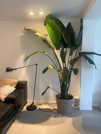 Strelitzia Nicolai, Maison & Meubles, Plantes d'intérieur, Autres espèces, En pot, Enlèvement, 200 cm ou plus