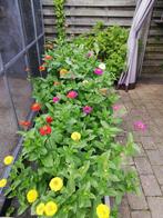Bloemenzaden Zinia's, Tuin en Terras, Planten | Tuinplanten, Ophalen of Verzenden
