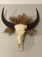 buffel schedel, Verzamelen, Dierenverzamelingen, Ophalen, Zo goed als nieuw, Wild dier, Schedel