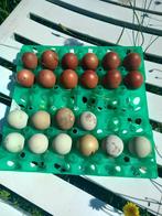 marans kippen olijflegger Araucana, Canard