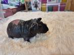 Nog 1 mooi skinny cavia zeugje, Dieren en Toebehoren, Oktober, Cavia, Tam