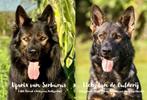 Duitse herderpups, Dieren en Toebehoren, Honden | Herdershonden en Veedrijvers, België, Fokker | Hobbymatig, CDV (hondenziekte)