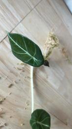 Alocasia reginula gegroeid uit knol, Enlèvement ou Envoi