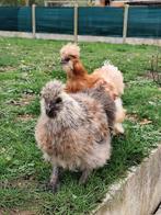 Jonge zijdehoen haantjes, Dieren en Toebehoren