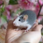 Jonge tamme ratjes, Dieren en Toebehoren, Knaagdieren, Rat, Augustus, Meerdere dieren, Tam
