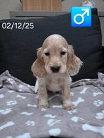 beaux chiots cockers anglais, Plusieurs, Hépatite contagieuse (maladie de Rubarth), Belgique, Plusieurs animaux