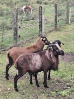 kameroenschapen bokken, Dieren en Toebehoren, Schapen, Geiten en Varkens, Mannelijk, 0 tot 2 jaar