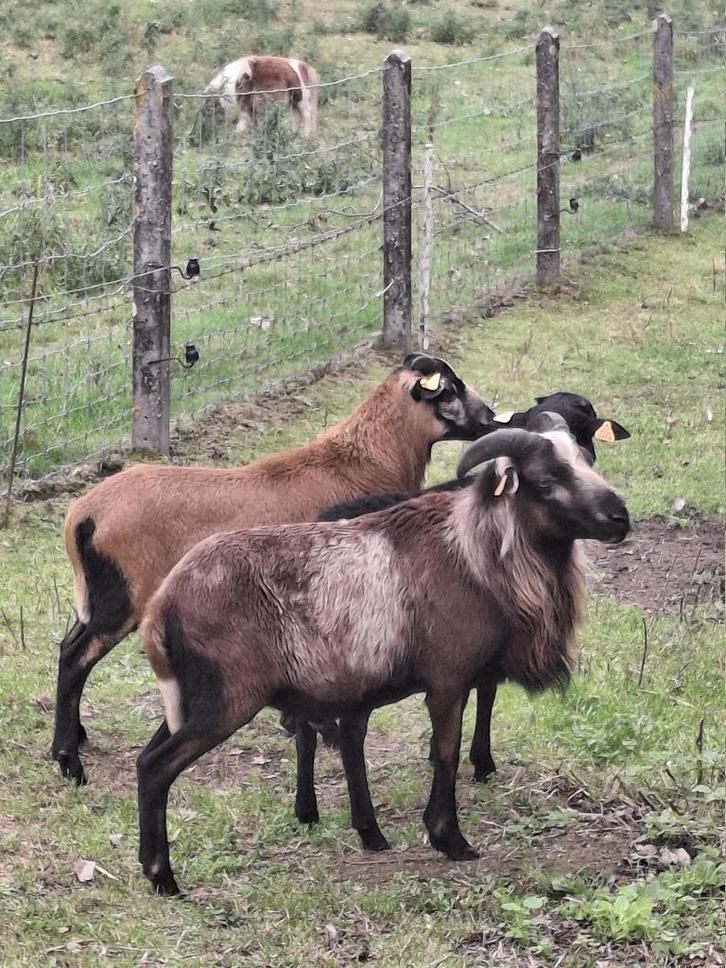 kameroenschapen bokken, Dieren en Toebehoren, Schapen, Geiten en Varkens, Mannelijk, 0 tot 2 jaar