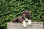 Chiots Labradoodle, Goldendoodle, Lagotto Romagnolo