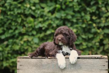 Chiots Labradoodle, Goldendoodle, Lagotto Romagnolo 