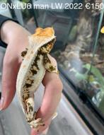 Wimpergekko, Dieren en Toebehoren