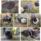 Prachtige en lieve minilopjes. Raszuiver, Dieren en Toebehoren, Konijnen, Meerdere dieren, Dwerg, Hangoor, 0 tot 2 jaar