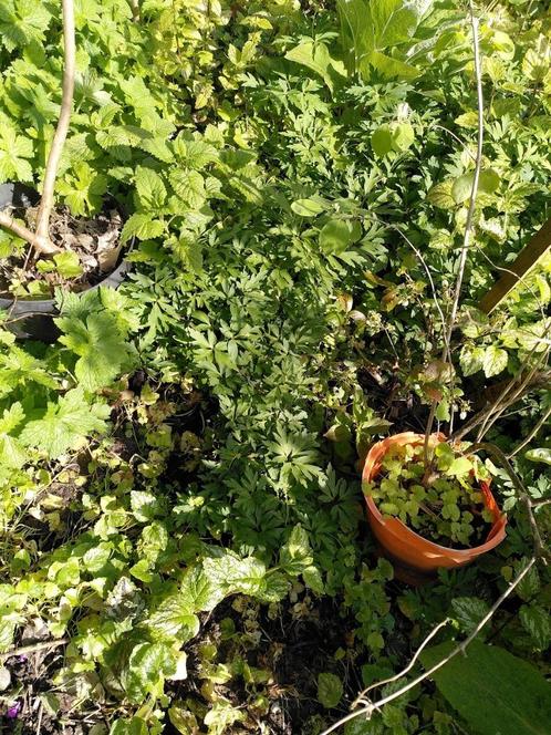 Tuinplanten, Tuin en Terras, Planten | Tuinplanten, Ophalen