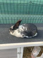 Lapin male, Mâle, Grand, 0 à 2 ans