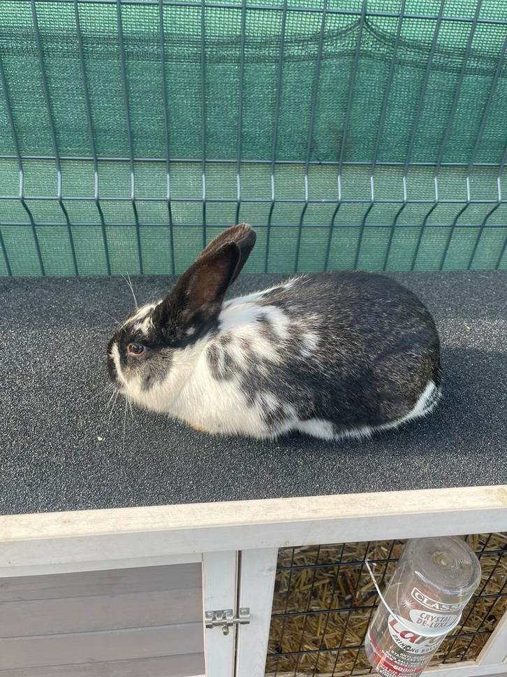 Lapin male, Dieren en Toebehoren, Konijnen, Groot, Mannelijk, 0 tot 2 jaar
