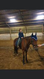 Bomproof D-pony, Dieren en Toebehoren