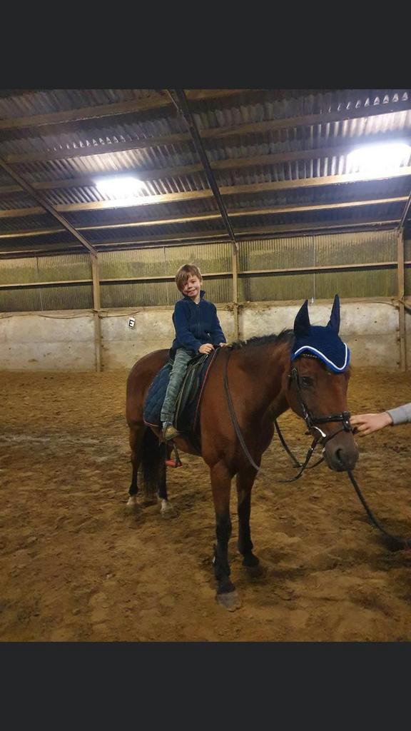 Bomproof D-pony, Dieren en Toebehoren, Pony's