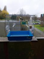 Mooie kanarie mannelijke, Dieren en Toebehoren