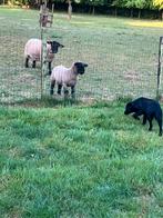 Suffolk ramlam, Dieren en Toebehoren, Schapen, Geiten en Varkens, Mannelijk, 0 tot 2 jaar