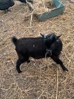 Geiten Bokje te koop is van 19/08/2025, Dieren en Toebehoren, Schapen, Geiten en Varkens