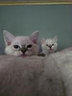 ragdoll kittens, Dieren en Toebehoren, Poes, Gechipt, 0 tot 2 jaar