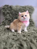 Britse korthaar, Poes, Gechipt, 0 tot 2 jaar