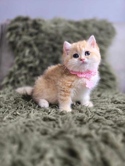 Britse korthaar, Dieren en Toebehoren, Katten en Kittens | Raskatten | Korthaar, Poes, 0 tot 2 jaar, Met stamboom, Gechipt, Ontwormd