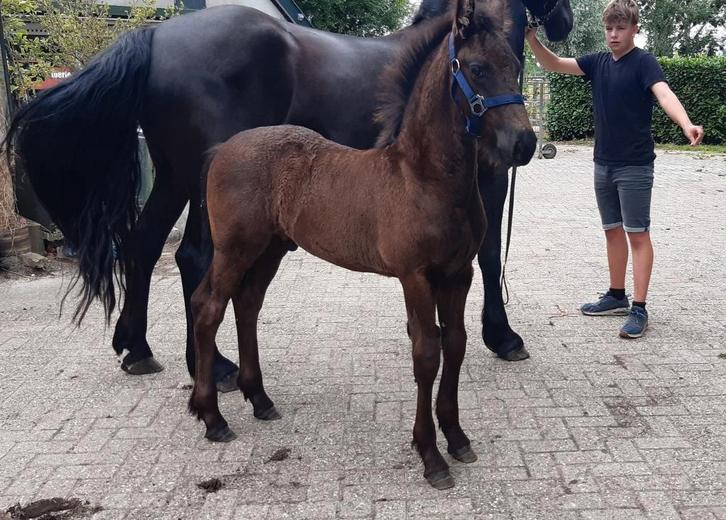 2 gave friese veulens + Drachtige friese merrie, Dieren en Toebehoren, Paarden, Meerdere dieren, Niet van toepassing, 165 tot 170 cm