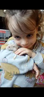 Paar albinodwerghamsters (rode ogen), Ophalen