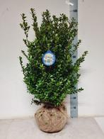 Ilex in soorten, Tuin en Terras, Planten | Struiken en Hagen, Ophalen of Verzenden, Struik