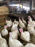 Kalkoenen, Dieren en Toebehoren, Mannelijk, Kalkoen