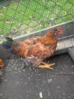 Jonge hanen te koop, Dieren en Toebehoren, Pluimvee, Mannelijk, Kip