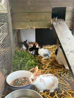 Nest konijntjes, Dieren en Toebehoren