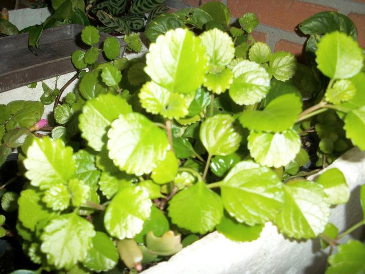 Plectranthus vert. en andere kamerplanten, Huis en Inrichting, Kamerplanten, Overige soorten, Minder dan 100 cm, Bloeiende kamerplant